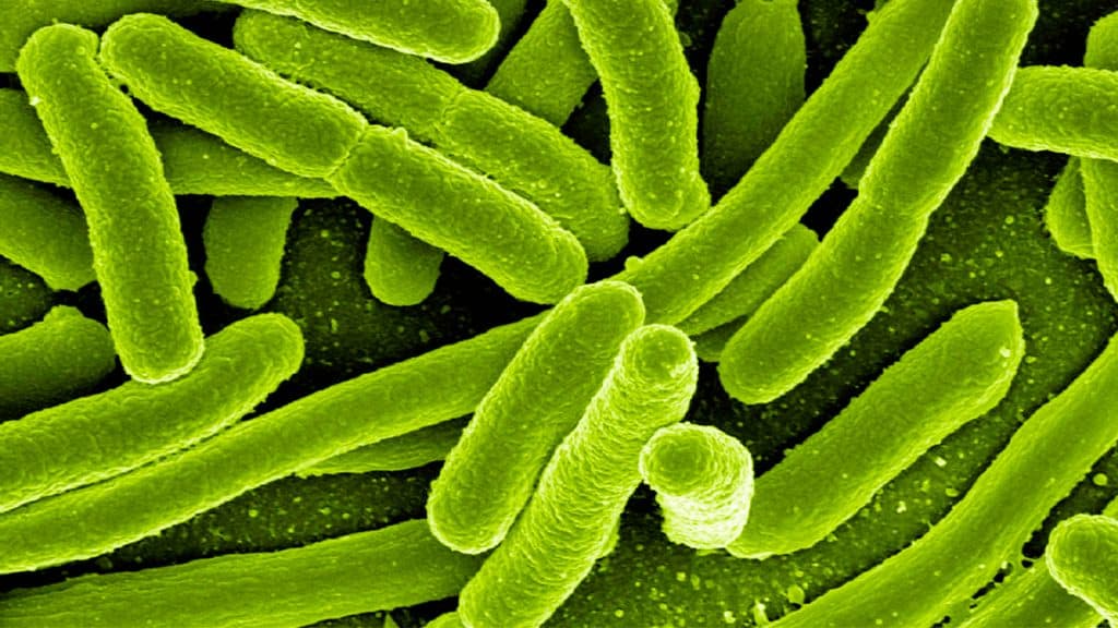 Imagem de microscópio de bactérias