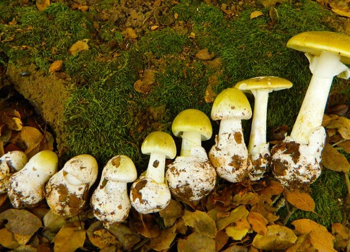 Cogumelos da espécie Amanita phalloides