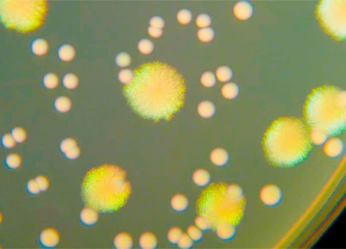 Imagem de microscópio de bactérias