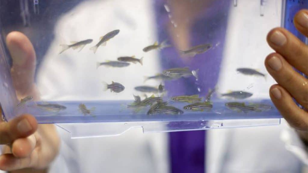 Cientista do Instituto Butantan segurando aquário de peixes paulistinhas, também chamados de zebrafish