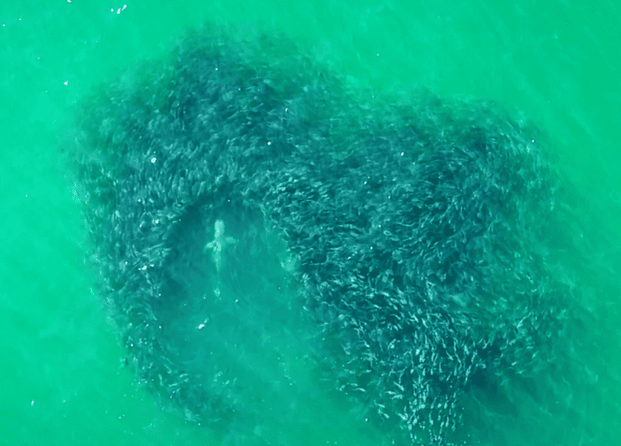 Drone-tubarao-1-695x500.png