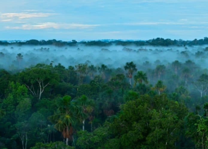 Floresta-amazonica-1-1-695x500