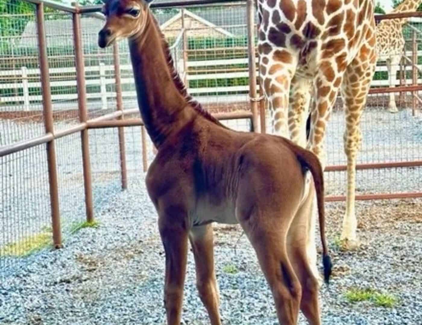 Girafa-sem-manchas-1-1400x1080