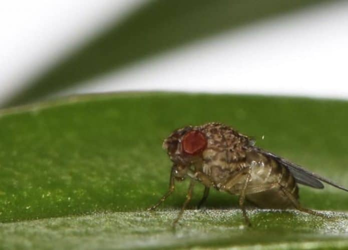Mosca-1-695x500