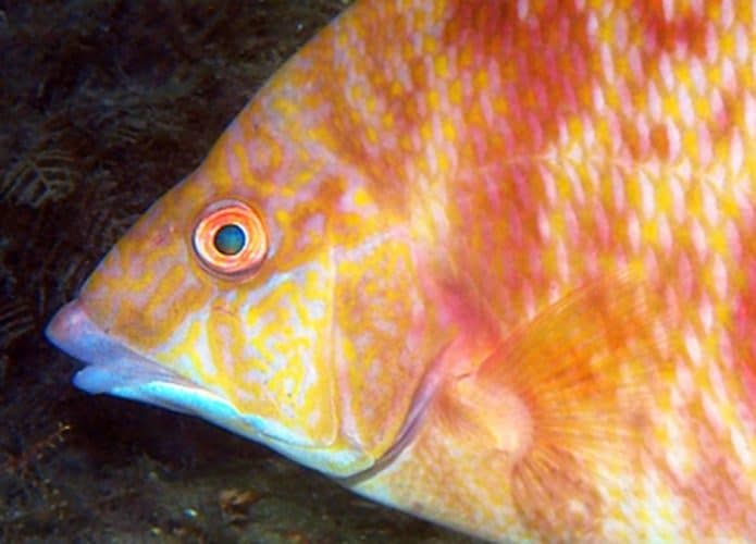 Peixe-2-695x500