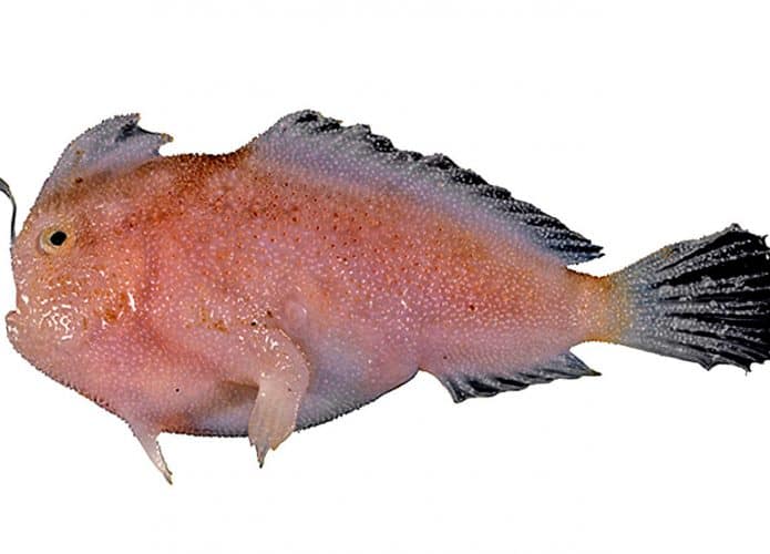 Peixe-mao-1-695x500