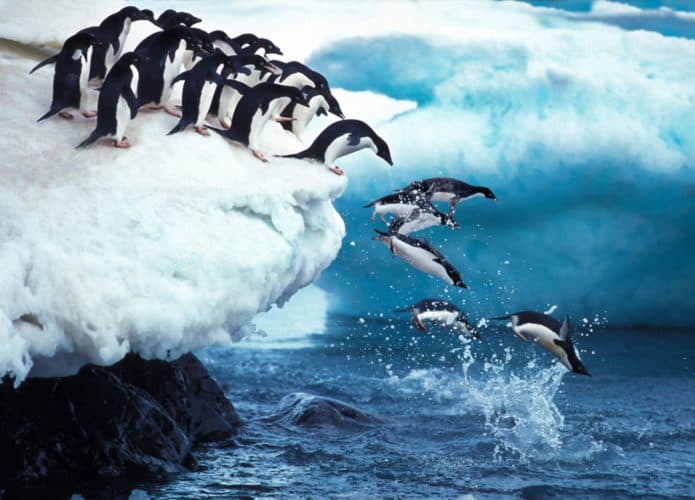 Pinguins-1-695x500