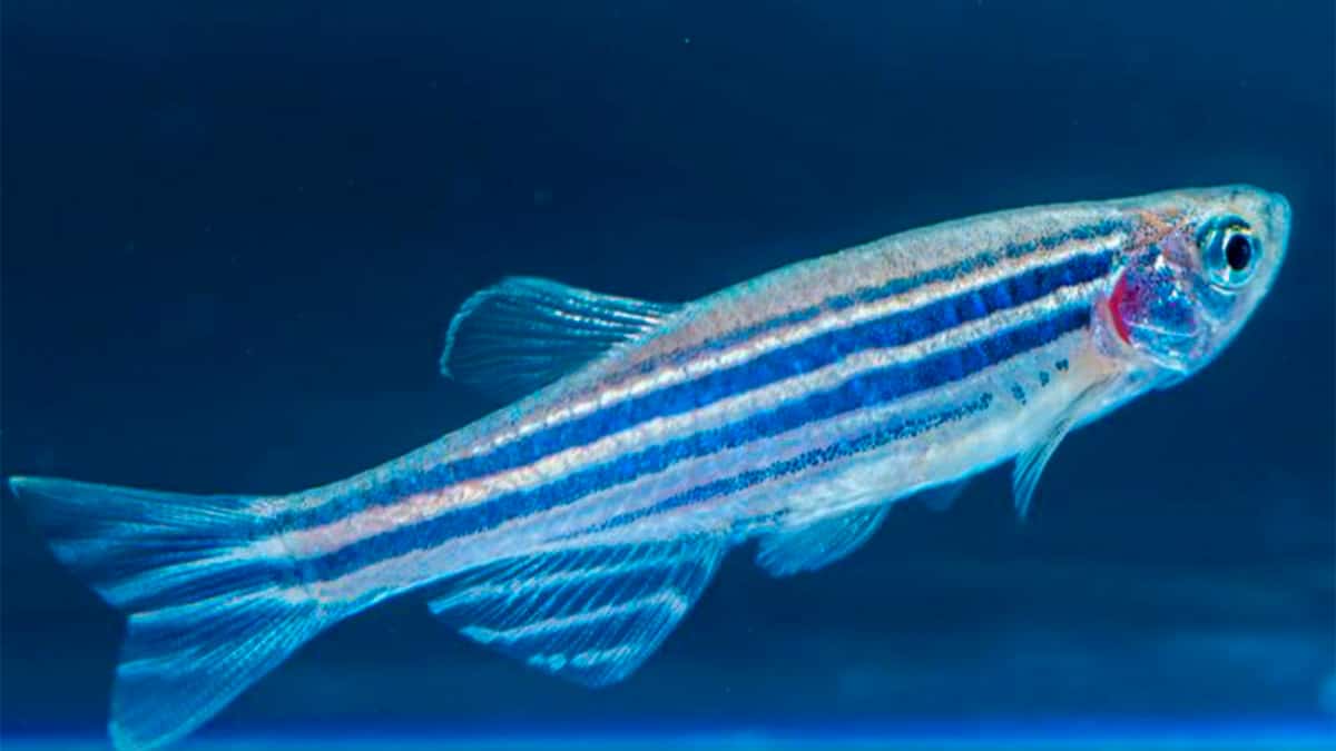 Peixe paulistinha, também chamado de zebrafish