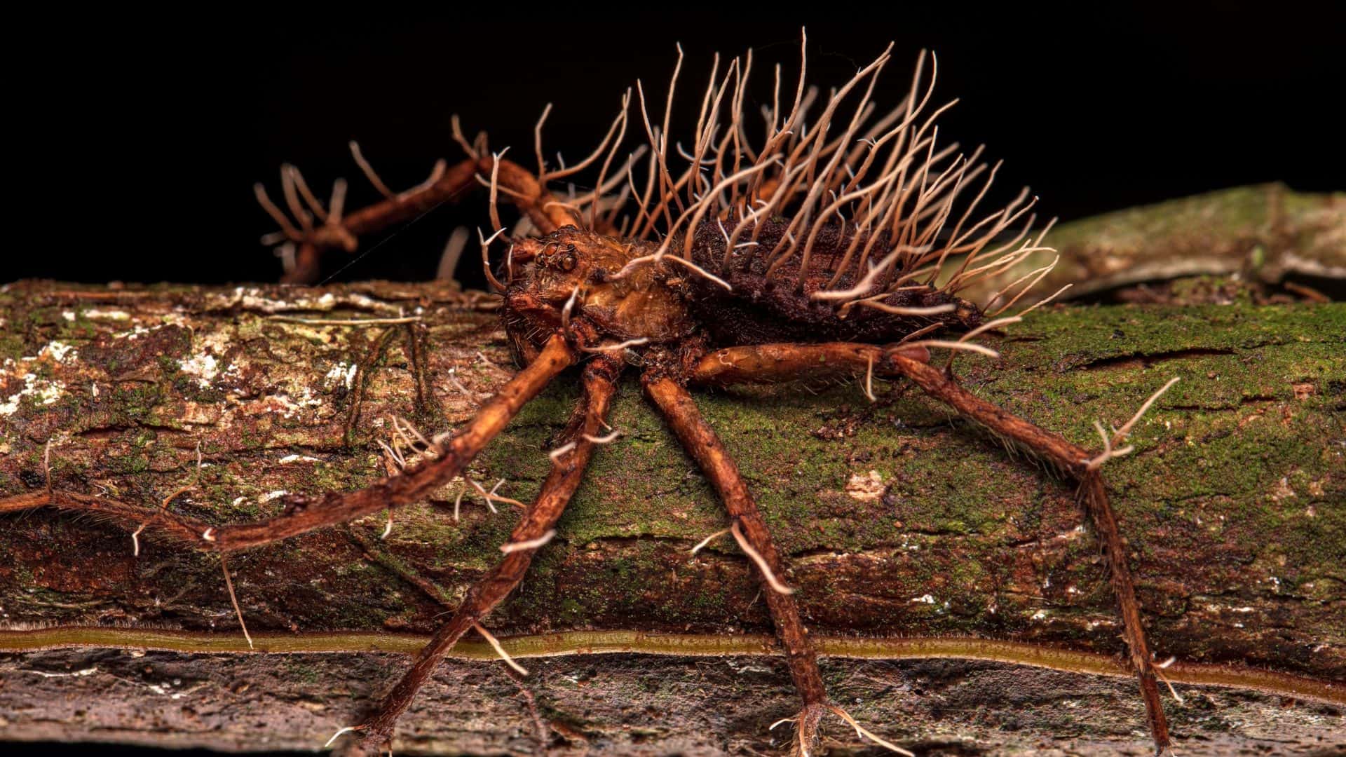 Aranha sendo parasitada por fungo
