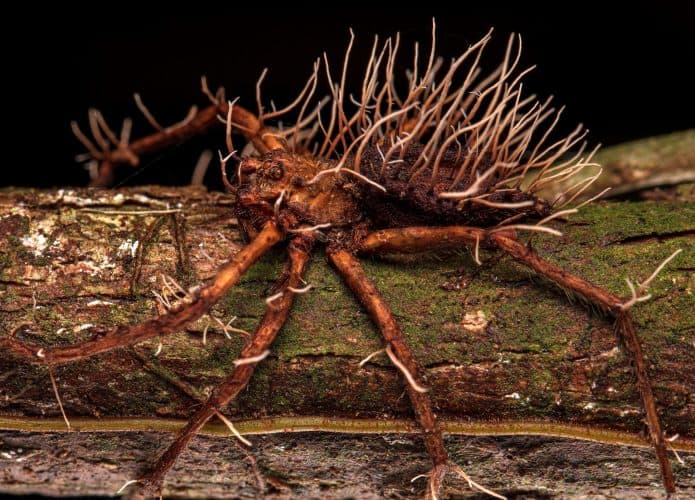 Aranha sendo parasitada por fungo