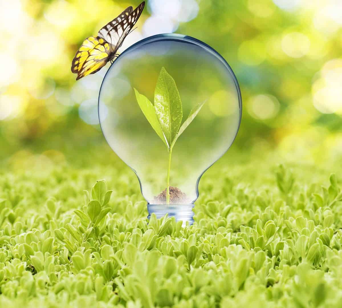 borboleta_lampada_planta-1200x1080