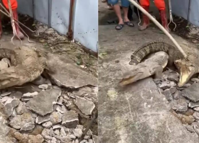crocodilos