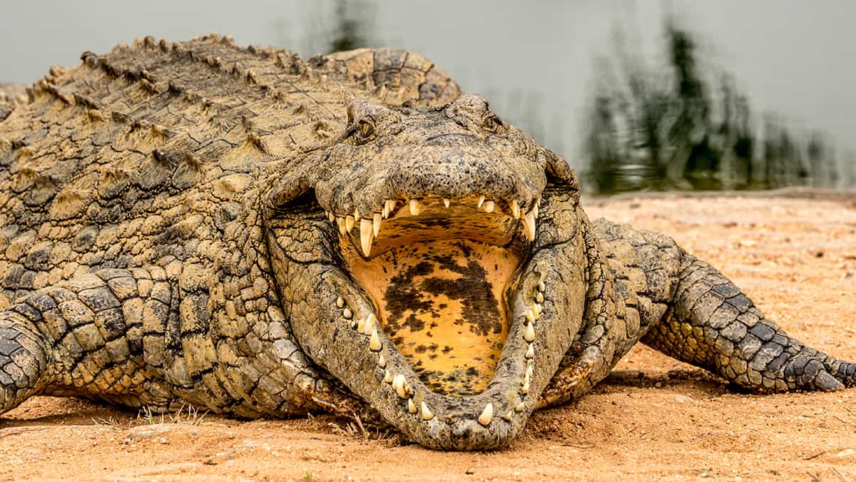Qual animal mais perigoso do mundo? Essa escala tem a resposta