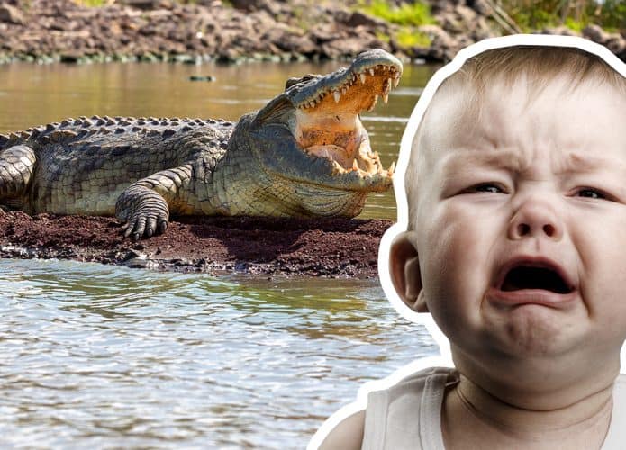 crocodilo-e-bebe-chorando-695x500