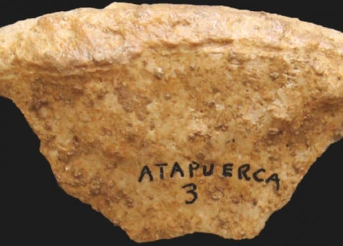 Fragmento de osso encontrado na Galería del Sílex, na Espanha (Crédito: Molina-Almansa et al., Quaternary Science Reviews, 2023)