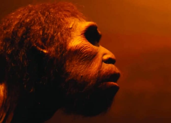 homo erectus