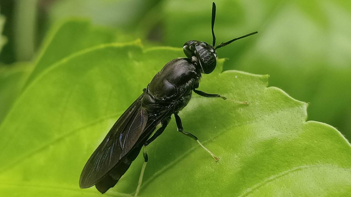 Hermetia illucens, a mosca soldado negra, é uma mosca comum e difundida da família Stratiomyidae.