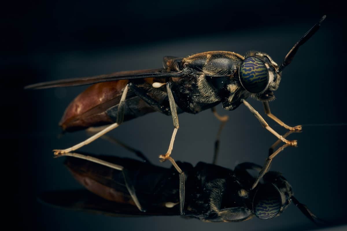 mosca_soldado