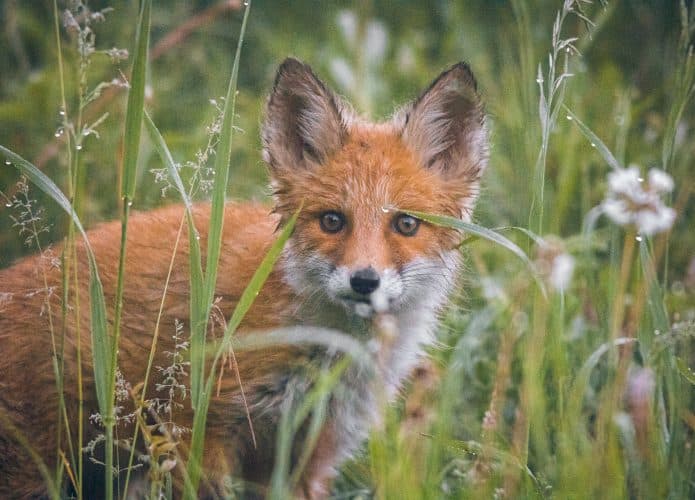 Raposa, um dos animais no Reino Unido