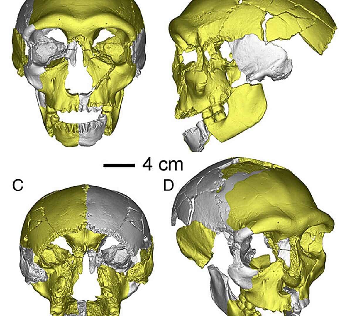 fóssil de hominídeo encontrado na China