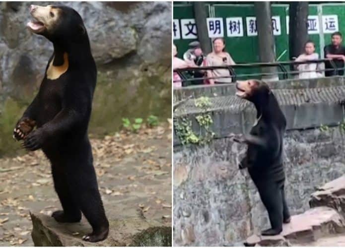 urso-zoo-china-695x500