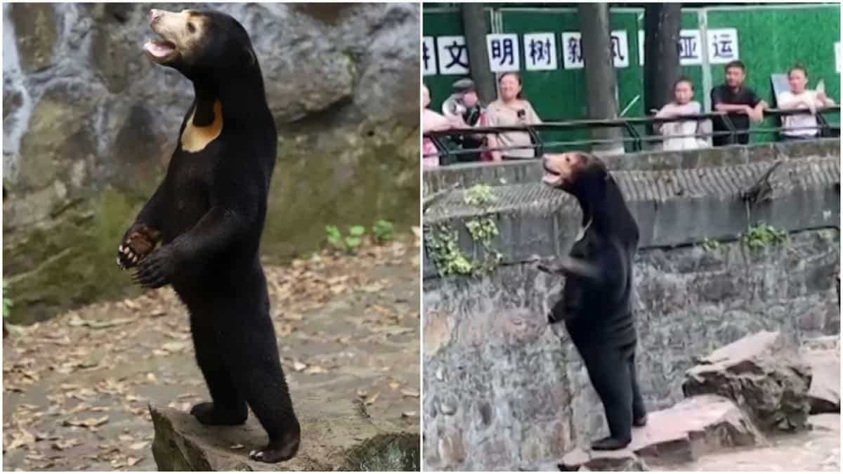 urso-zoo-china