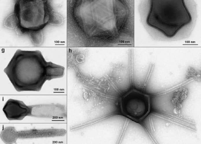 virus_gigantes_1-695x500