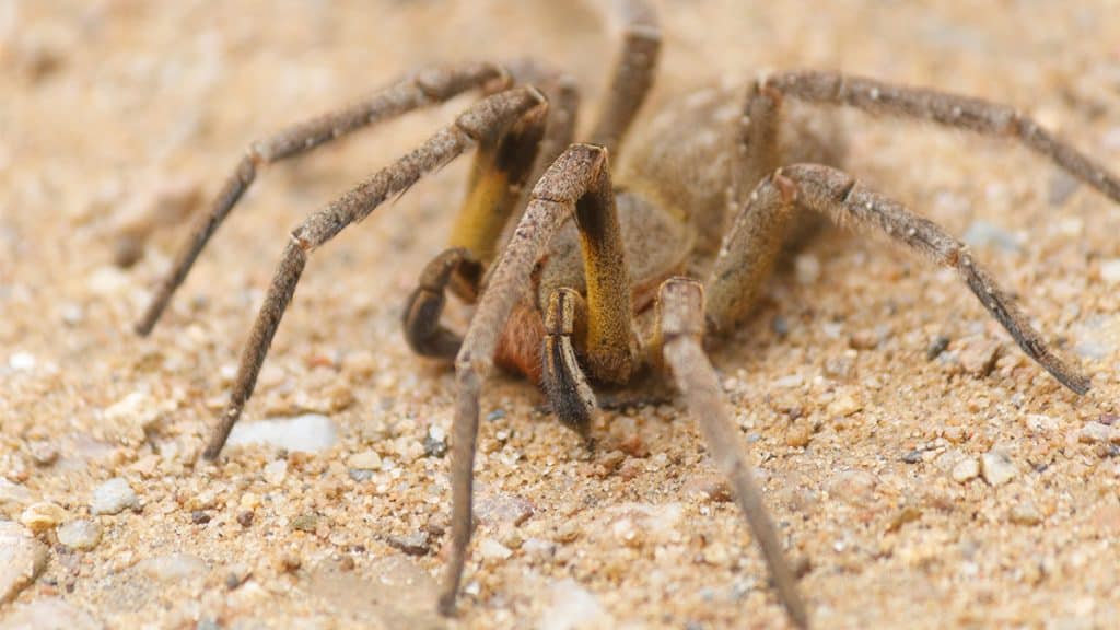 Aranha armadeira