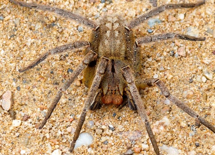 Aranha armadeira