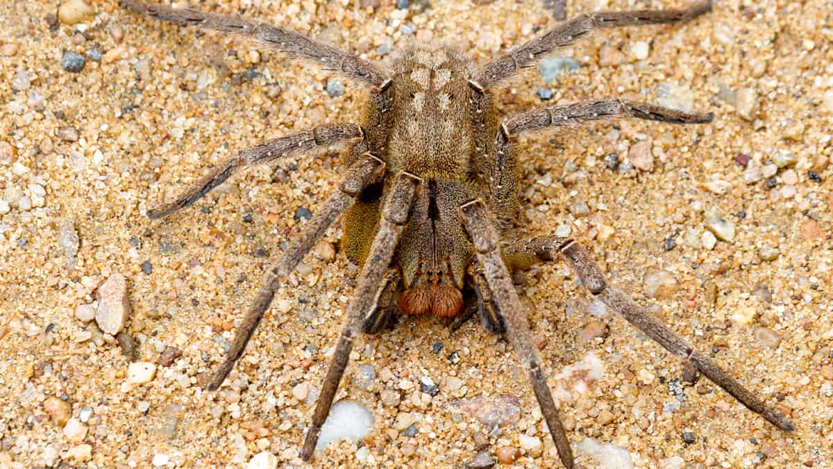 Aranha armadeira