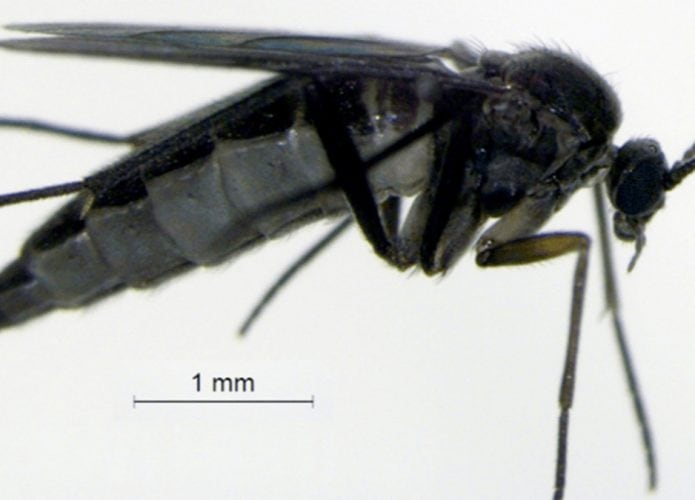Mosca Pseudolycoriella hygida