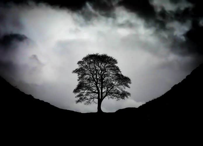 Sycamore-Gap-695x500