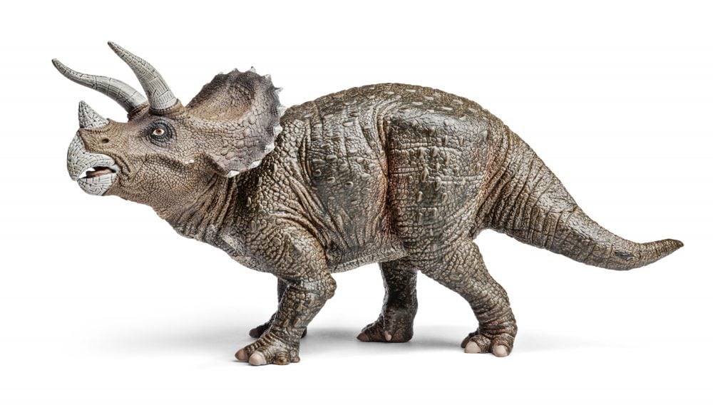 Triceratops