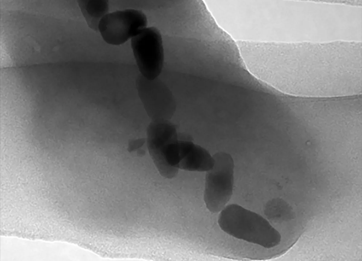 bacterias-magnetotaticas