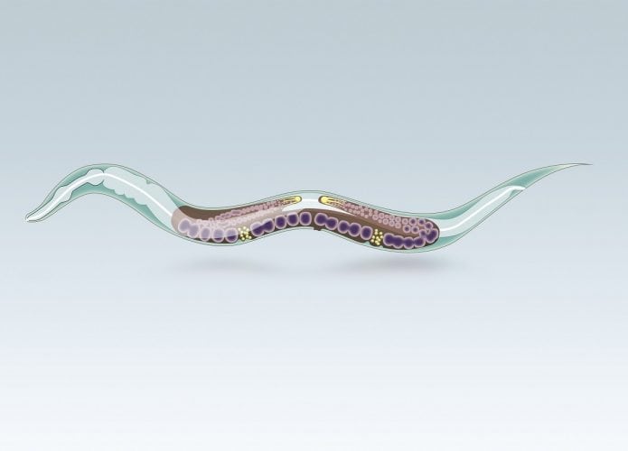 caenorhabditis_elegans-695x500