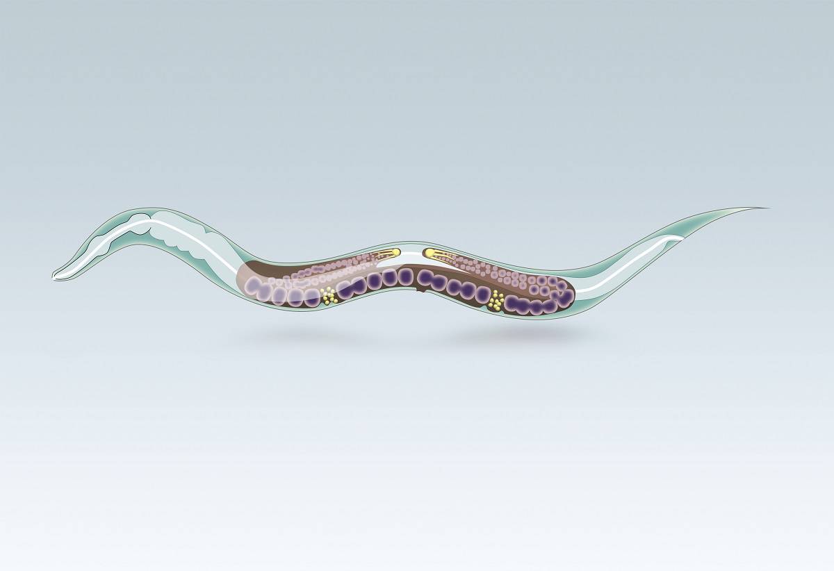 caenorhabditis_elegans