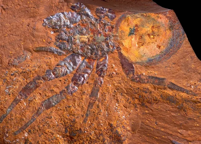 Fóssil de aranha encontrado na Austrália