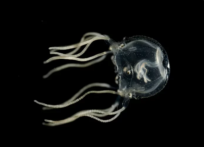 jellyfish-can-learn-l-695x500.webp