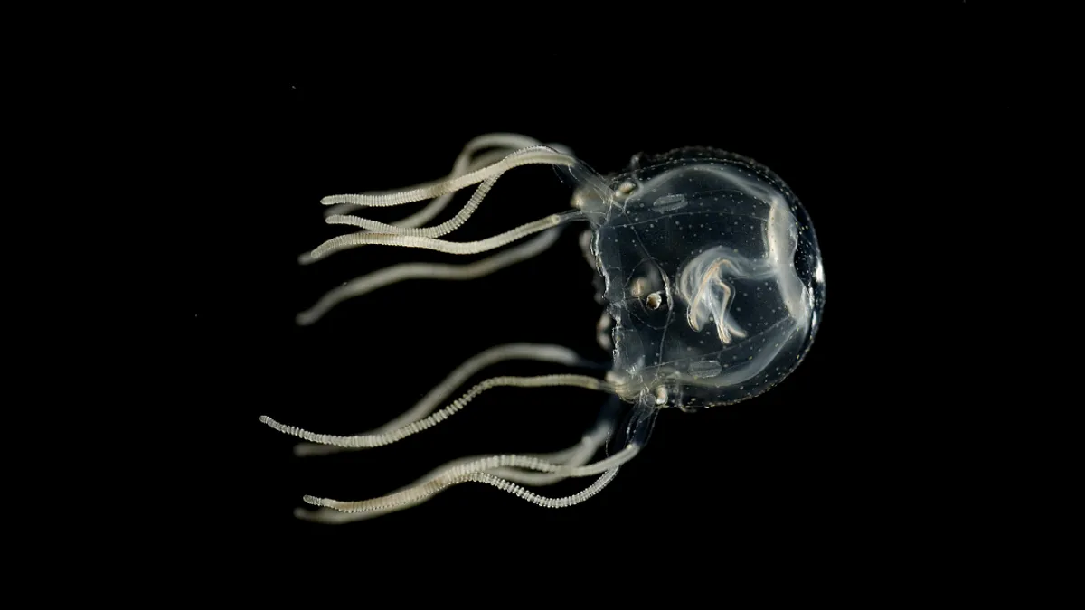 jellyfish-can-learn-l.webp