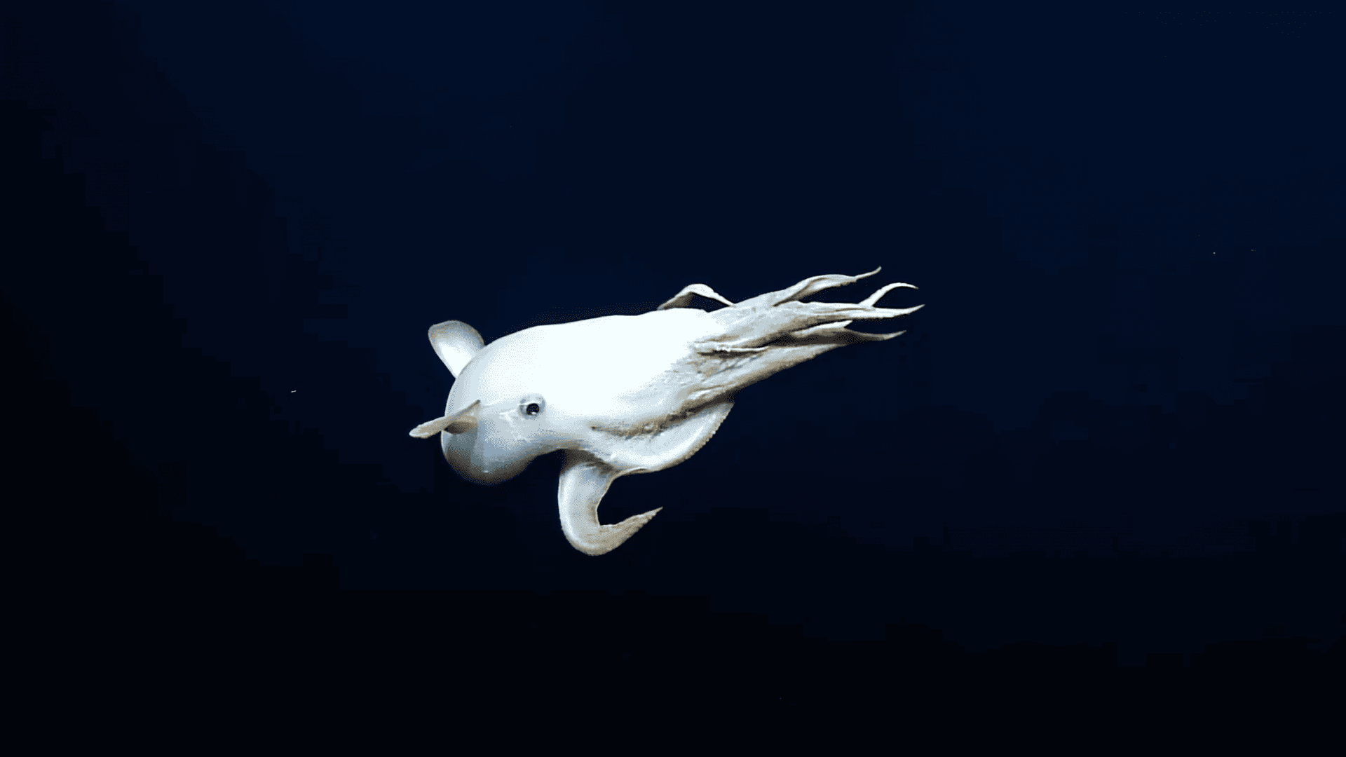 Polvo Dumbo (ou “Grimpoteuthis”).