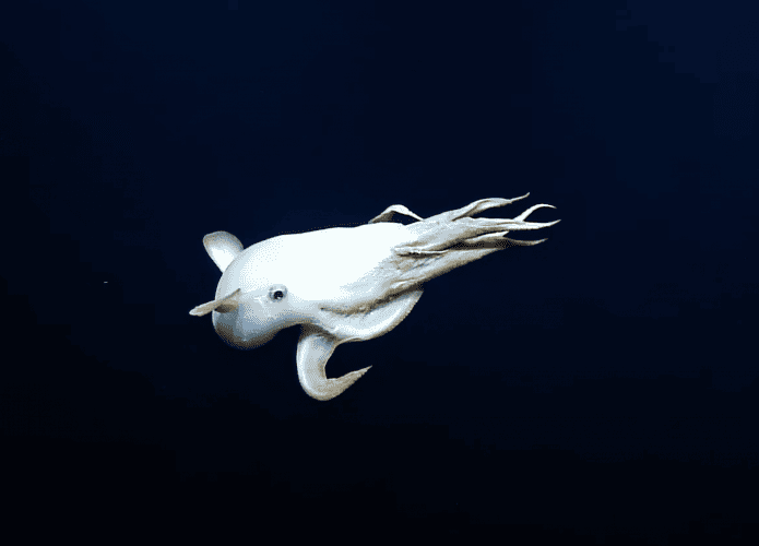 Polvo Dumbo (ou “Grimpoteuthis”).