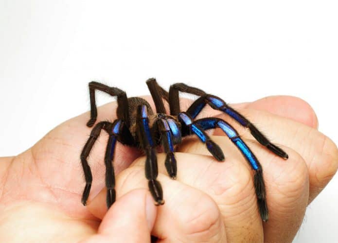 tarantula-aul-695x500