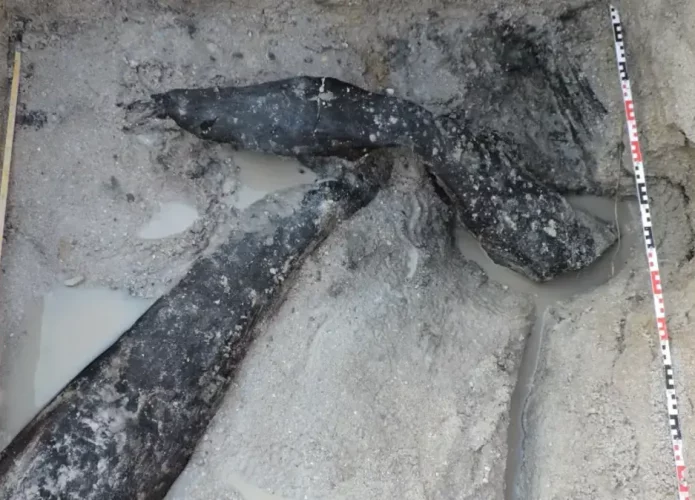 As toras de madeira encontradas na Zâmbia podem mudar o que sabemos sobre os primeiros humanos