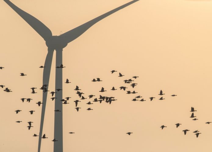 Turbina eólica inteligente reduz mortes de aves