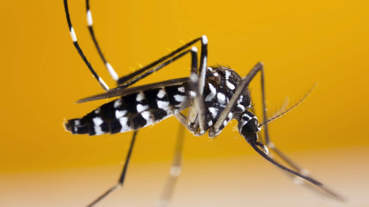 Aedes-albopictus-1-1-e1699618195701