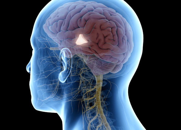 Cerebro-hipotalamo--695x500.png