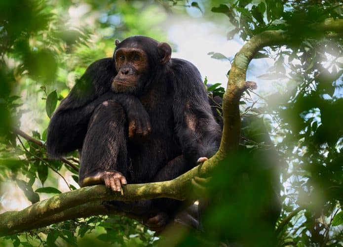 Chimpanzé