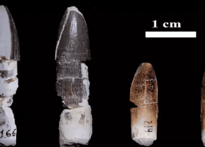 Dente titanossauro Brasil