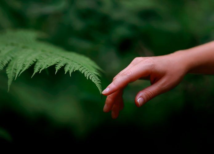 Pessoa tocando folha em floresta