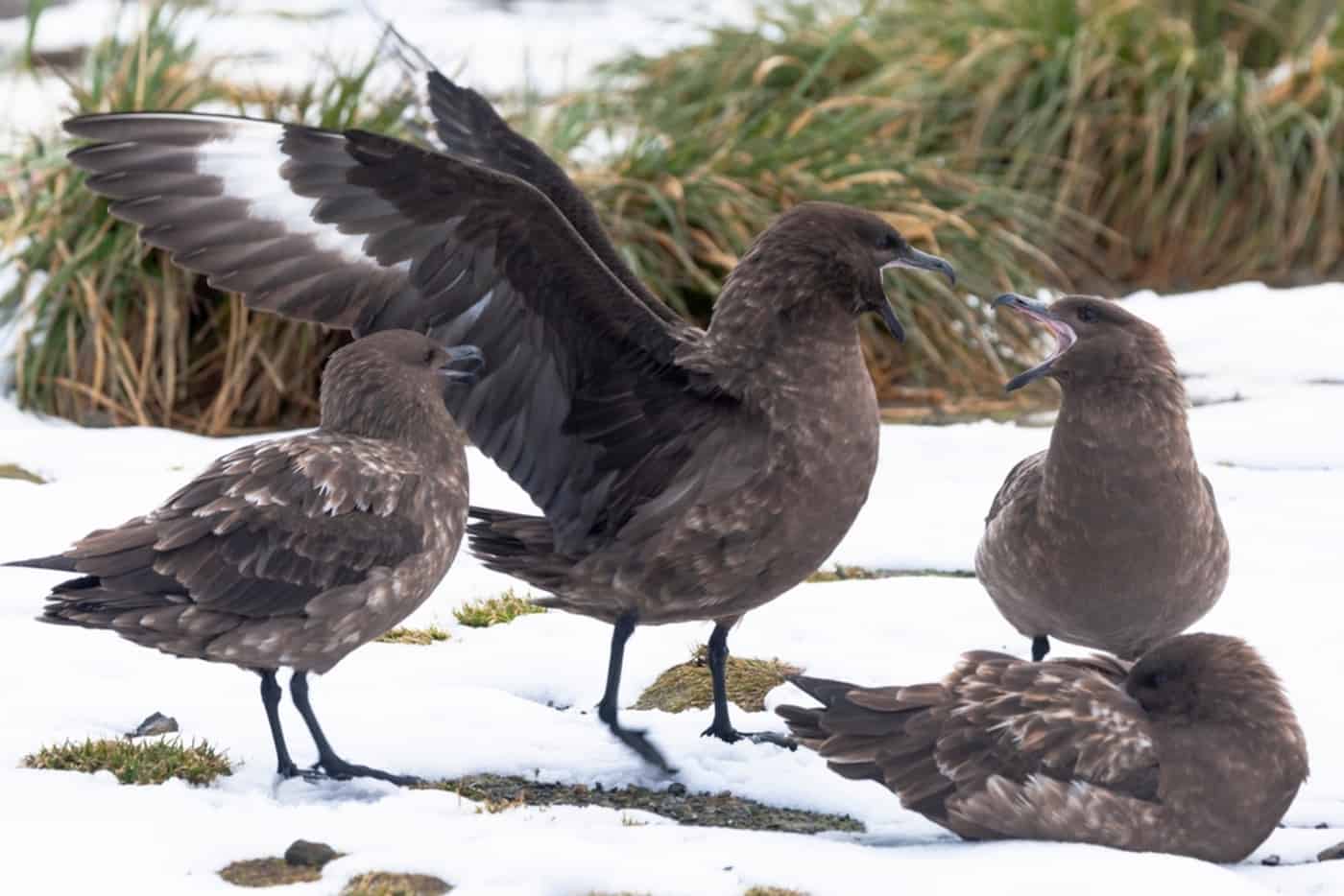 Gripe-aviaria-Antartica-1